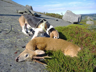 Jakt med hund. Foto Jone Omdal