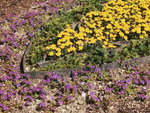 Blomster
