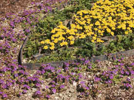 Blomster Blomster