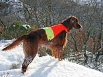 Hund - Foto Jone Omdal