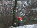 Trefelling i varberg