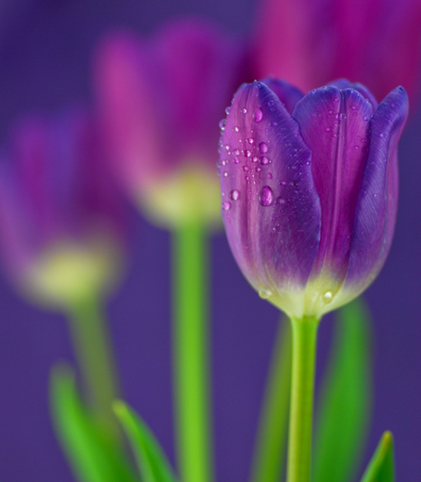 Interflora