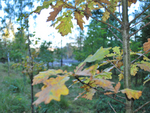 Motiv fra ministerskogen i Vannbassengan