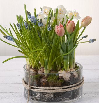 Blomster