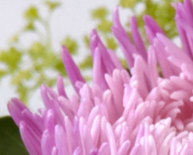 Blomster