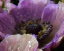 Blomster