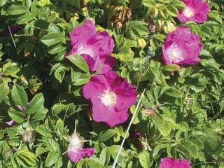 Blomster