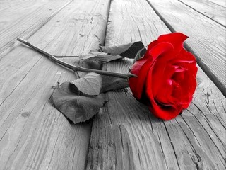 rose-3