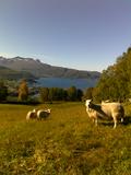 Sau i Nordlia
