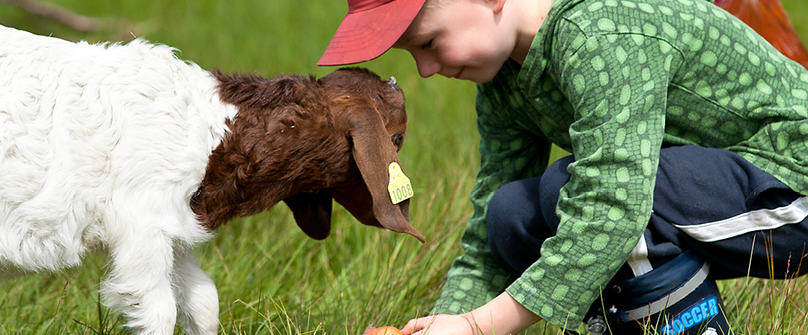 Barn og geit