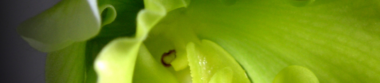 Blomster