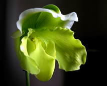 Blomster