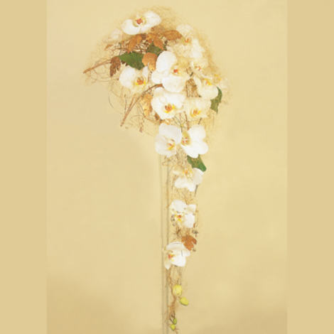 Phalaenopsis i gull