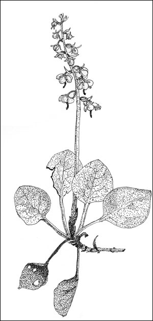Legevintergrønn (Pyrola rotundifolia ssp. rotundifolia). Tegning: Frances Dodman