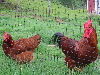 Høne og hane_100x75