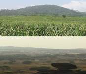2009 kamerun