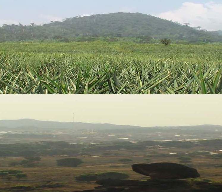 2009 kamerun