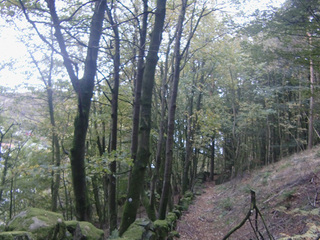 Skog nær Egersund