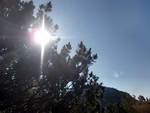 Sol i skogen