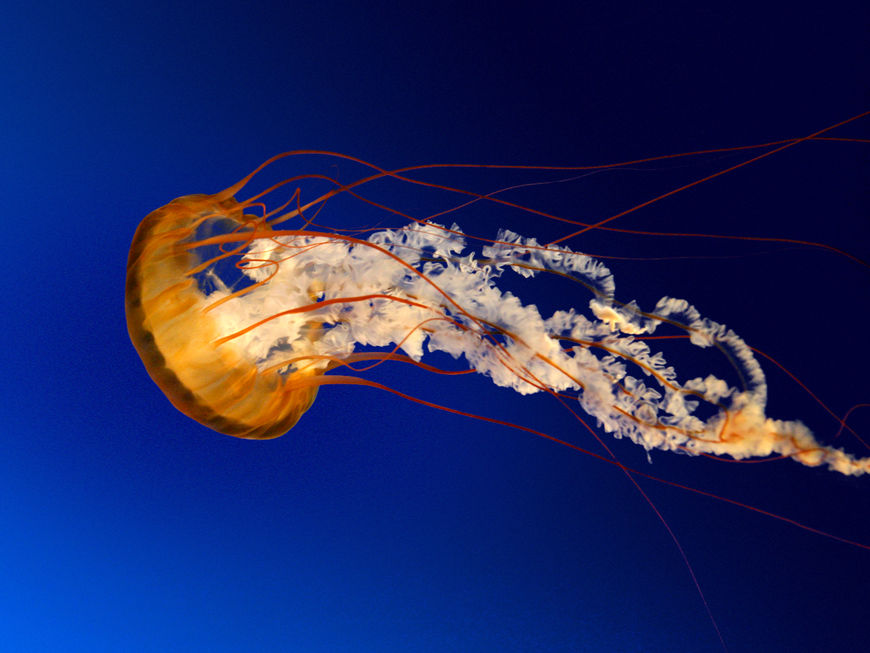 Jellyfish_1024x768