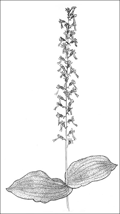 Stortveblad (Listera ovata). Tegning: Frances Dodman