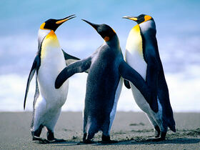 Penguins_cropped_-94x340