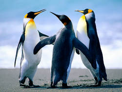 Penguins_cropped_-90x378