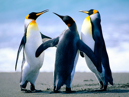 Penguins_cropped_-90x378