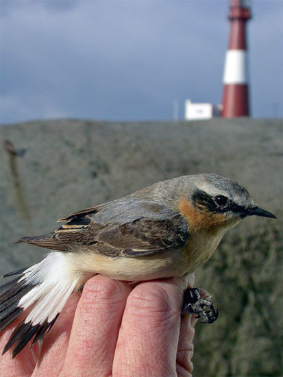 Fugl ved Eigerøy fyr