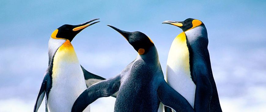 Penguins_cropped_-90x378_cropped_1008x425