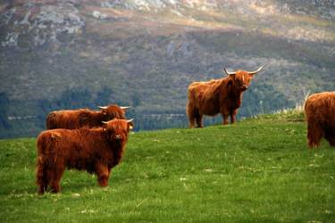 Scottish Highland cattle Scottish Highland cattle