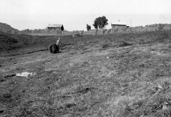 Fra slåttonna på Sørgården, Gåsland ca. 1965 Originalbildet er lånt av Vidar Klaussen