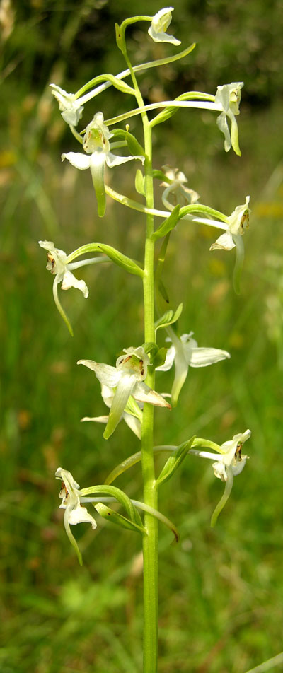 Grov nattfiol (Platanthera chlorantha). Foto: Tor Øystein Olsen