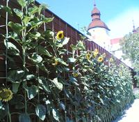 LackoGarden-4
