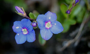 Kommuneblomsten 2006