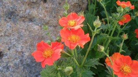 Blomster Blomster