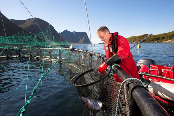 Lakseoppdrett-pa-Senja-fhl01881
