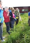 Kurs om matnyttige ville vekster på Sørøya