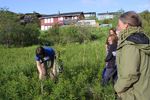 Kurs om matnyttige ville vekster på Sørøya