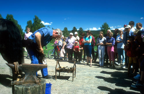 Pinse i Maridalen 2001. Foto: Helge Viken
