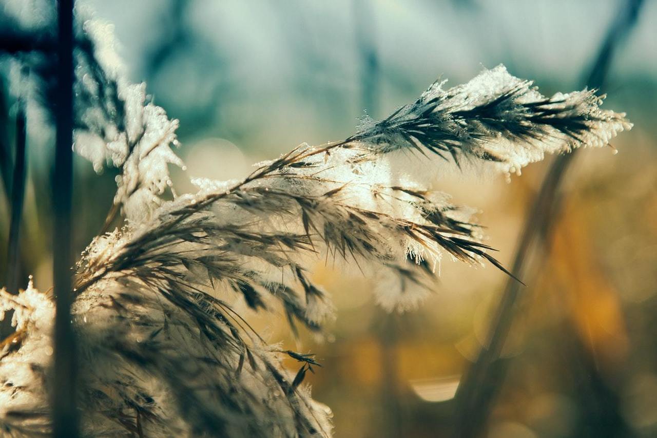 Høst fost løv skog Unsplash