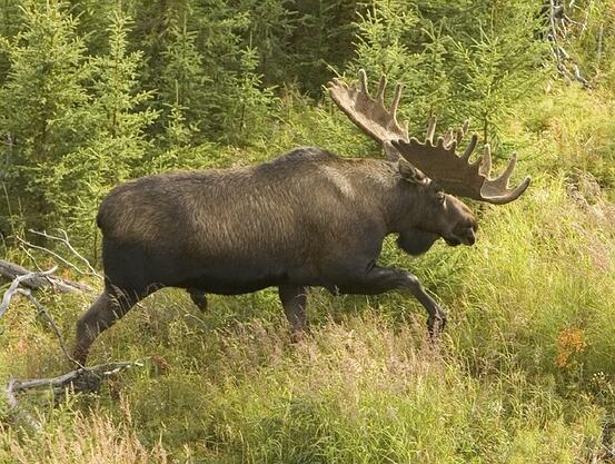 Elg som løper i skogen