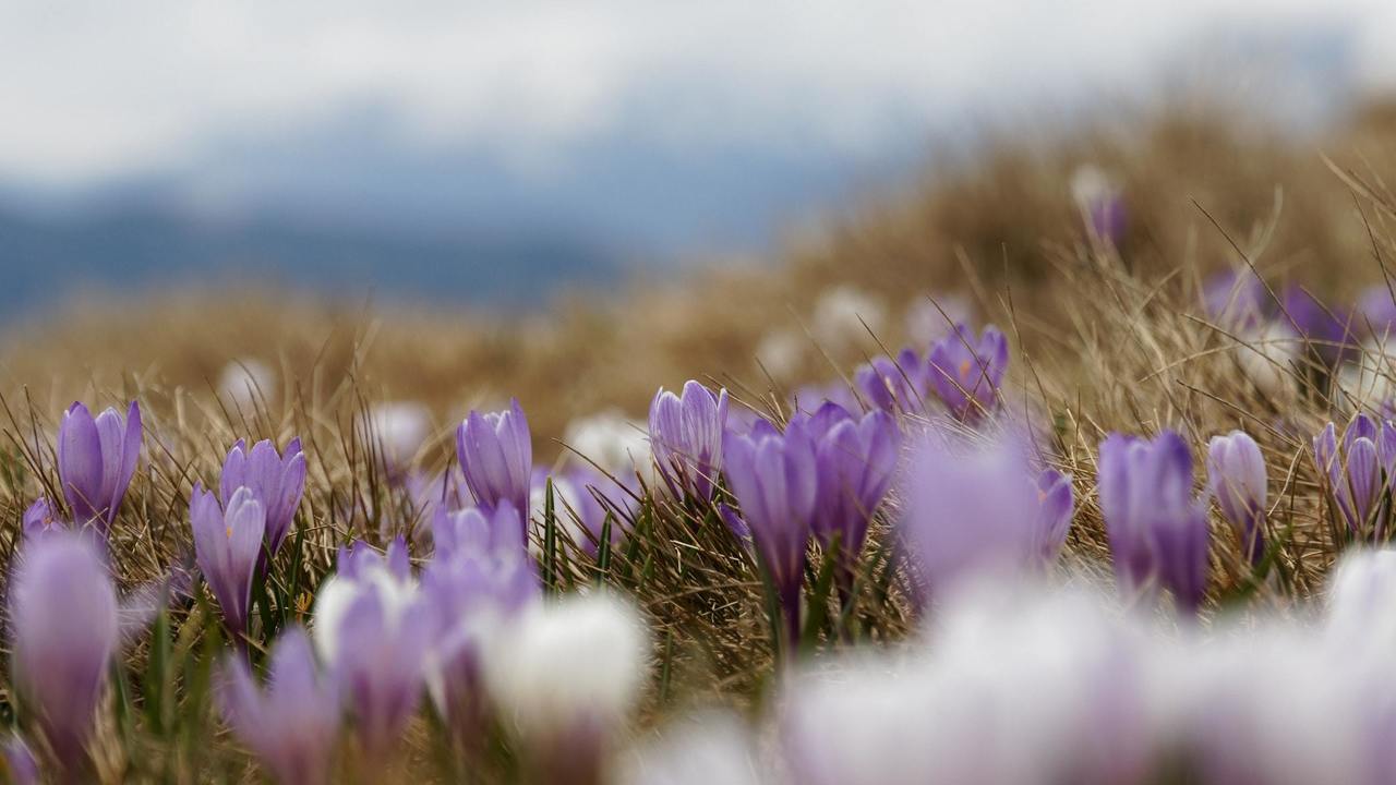 Krokus illustrasjonsfoto unspash