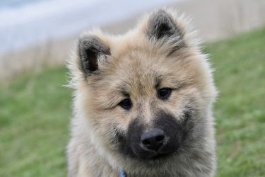 Hundeforskrift