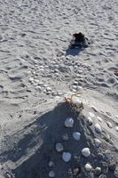 Sandslott og skjellkonkurranse