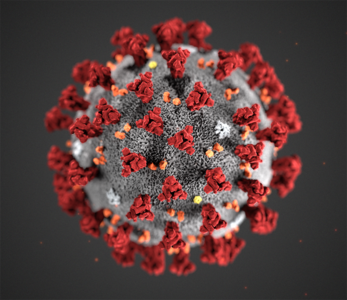 Foto: CDC, Alissa Eckert Illustrasjon koronavirus. Foto: CDC, Alissa Eckert