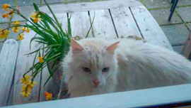 Katt