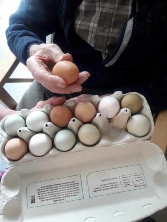 egg ØHH.jpg