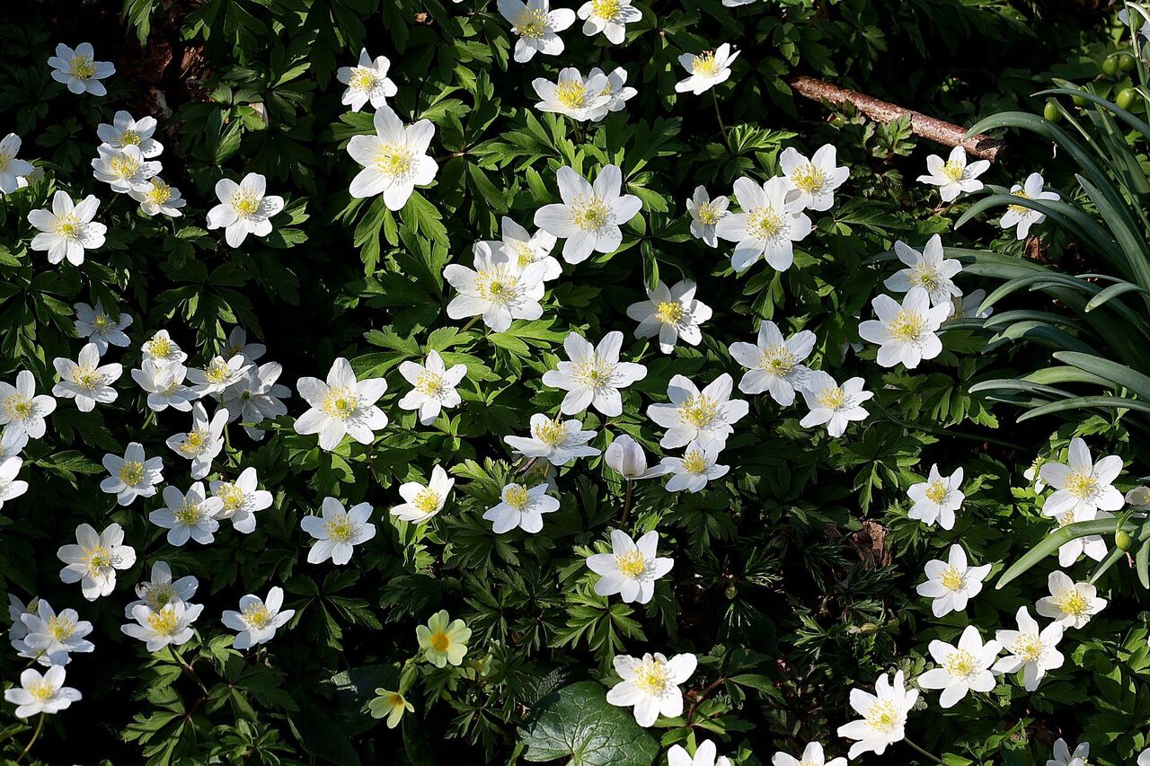 Hvitveis blomst vår Bildet er tatt av Franz W. fra Pixabay