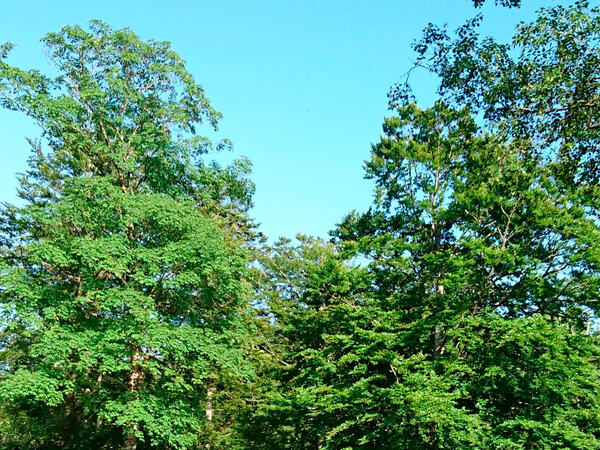 Skog